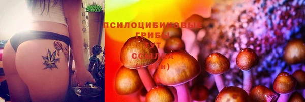 сатива Россошь