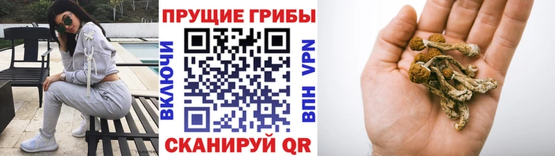 сколько стоит  Камешково  Галлюциногенные грибы GOLDEN TEACHER 